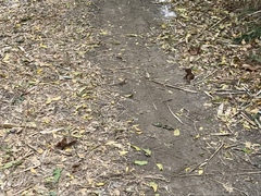 Stenocercus iridescens