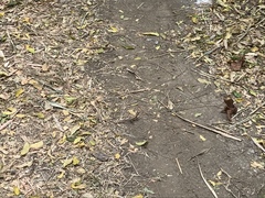 Stenocercus iridescens