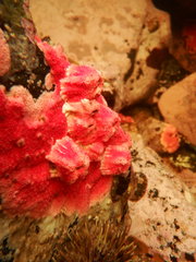 Stylantheca papillosa