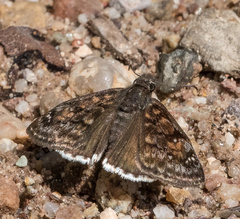 Erynnis pacuvius pacuvius