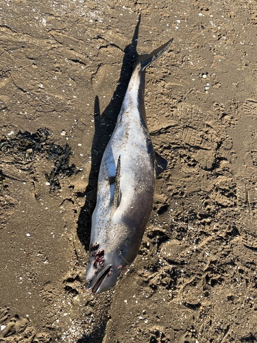 Harbour Porpoise