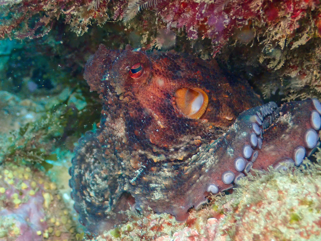Reddish common octopus tucked into a reef ledge off Portugal