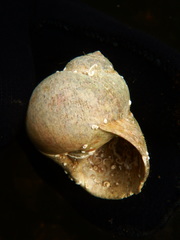 Cryptonatica aleutica