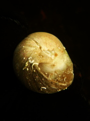 Cryptonatica aleutica