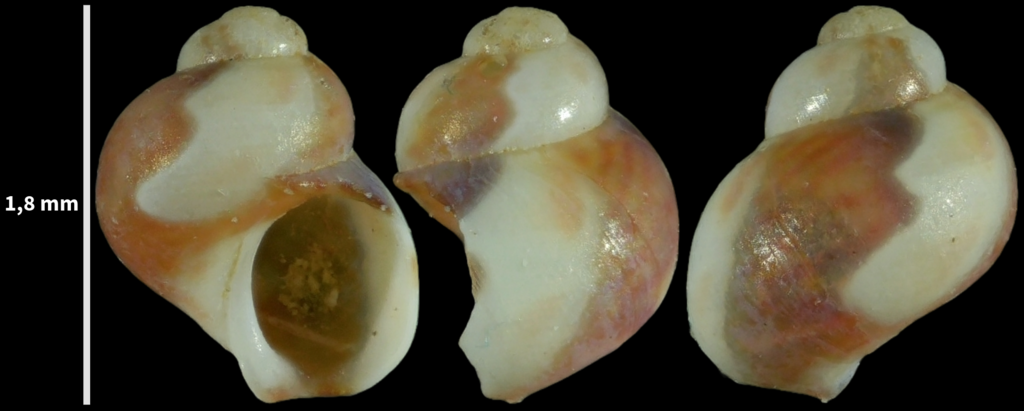 Tricolia miniata