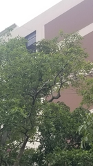 Amazona auropalliata