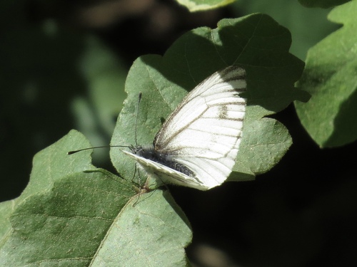 iNaturalist observation photo of Veined White