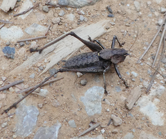 Thyreonotus corsicus