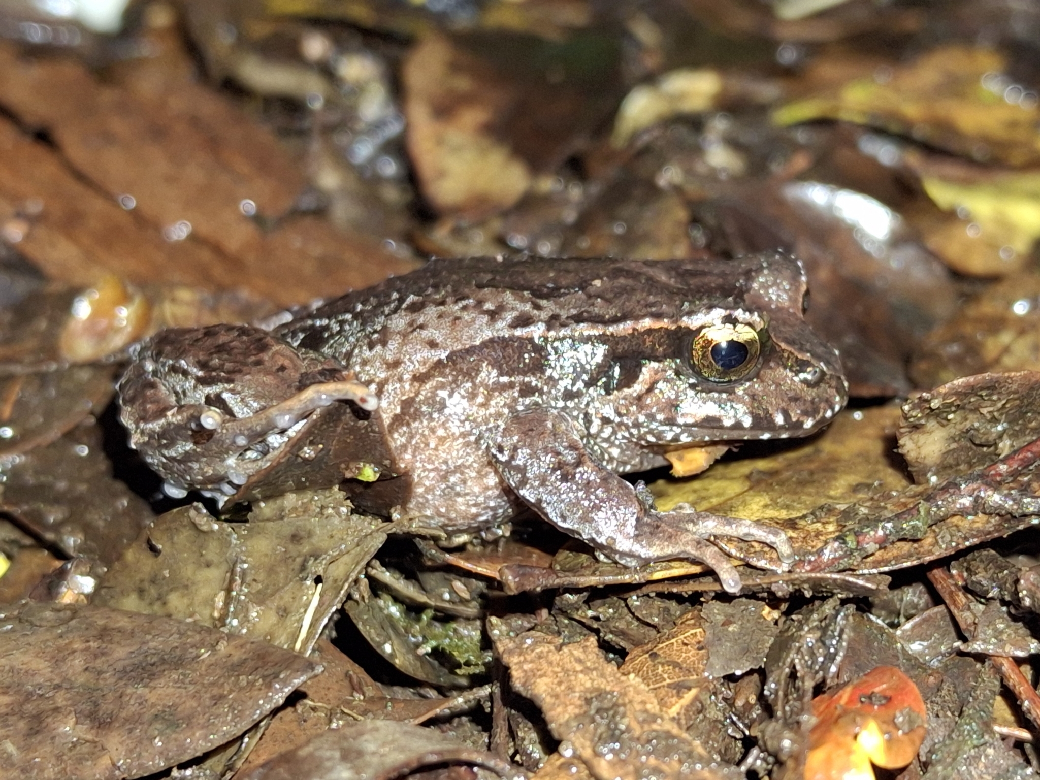 Eupsophus calcaratus (Günther, 1881)