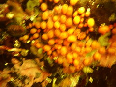 Metandrocarpa taylori