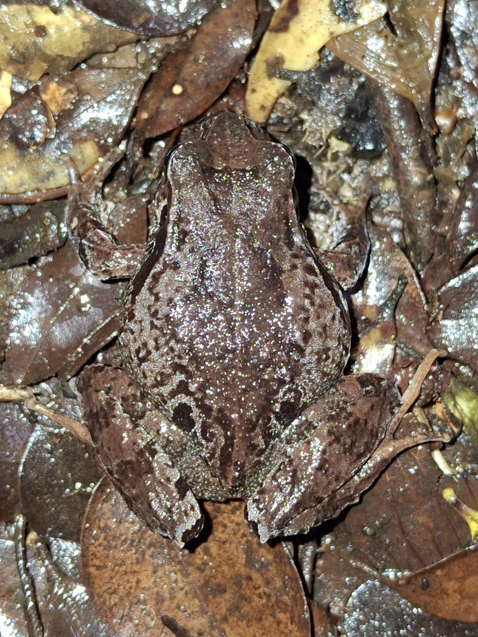 Eupsophus calcaratus (Günther, 1881)