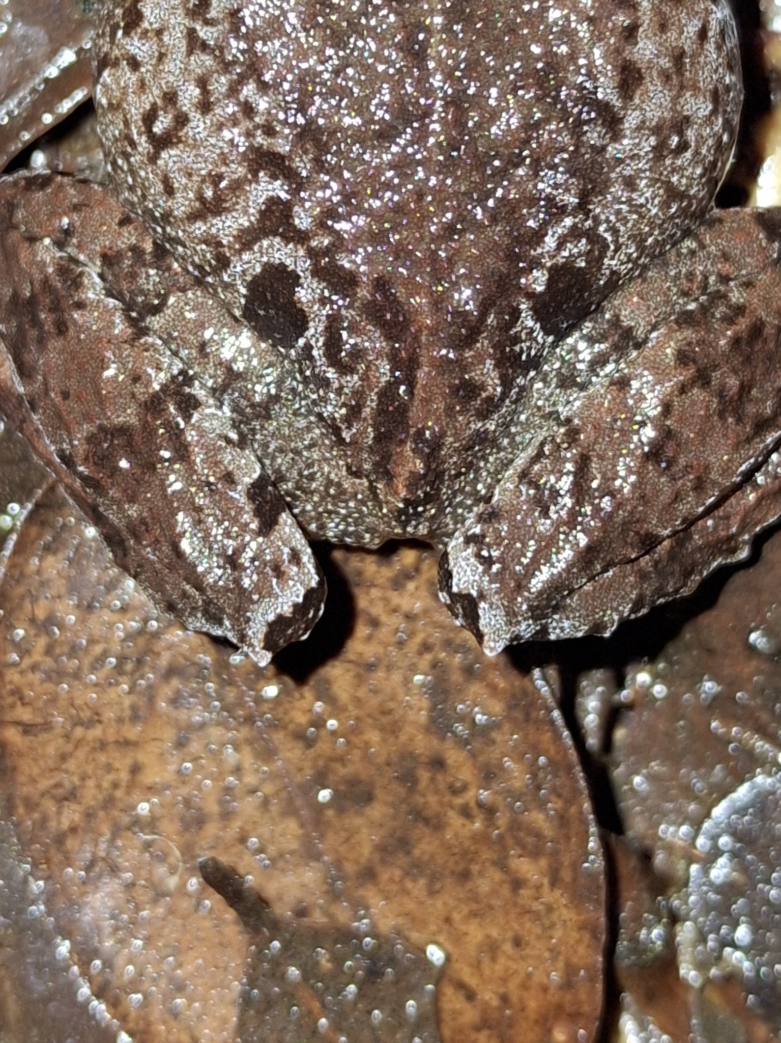 Eupsophus calcaratus (Günther, 1881)
