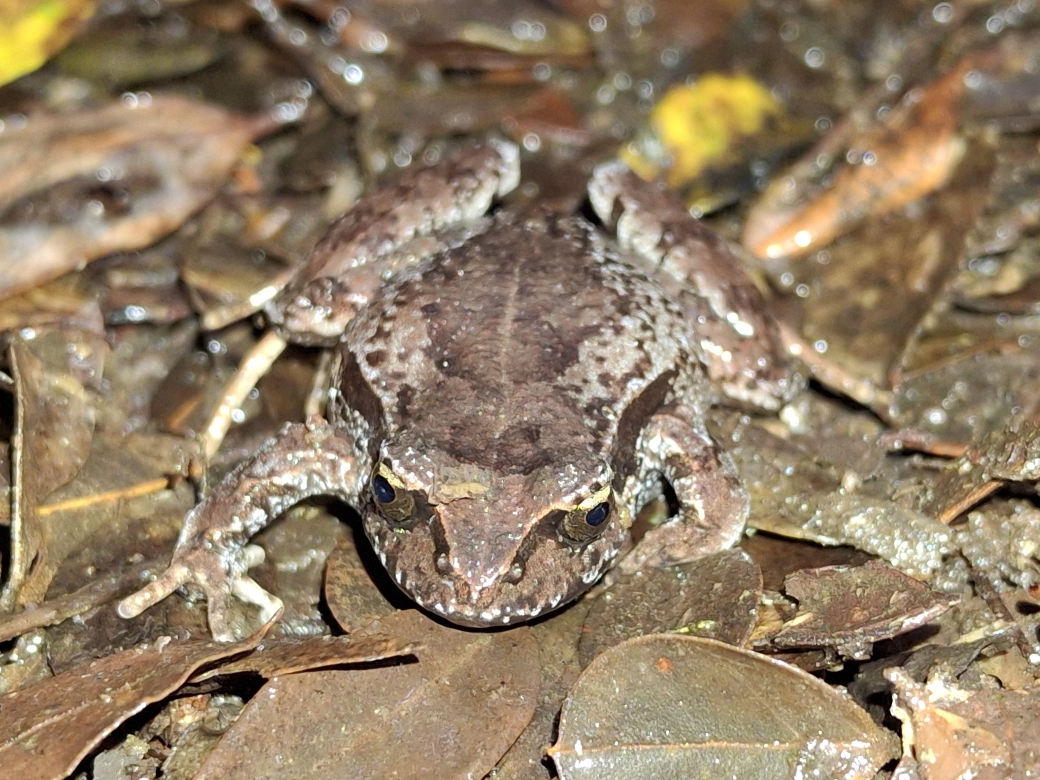 Eupsophus calcaratus (Günther, 1881)