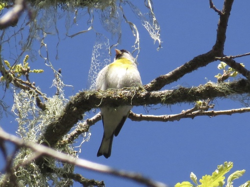 iNaturalist observation photo of Lawrence's Goldfinch