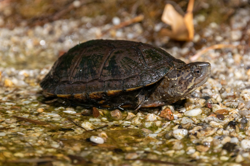 Sonoran Mud Turtle