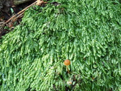 Plagiothecium laetum