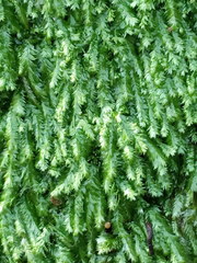 Plagiothecium laetum