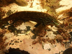Hexagrammos octogrammus