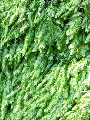 Plagiothecium laetum