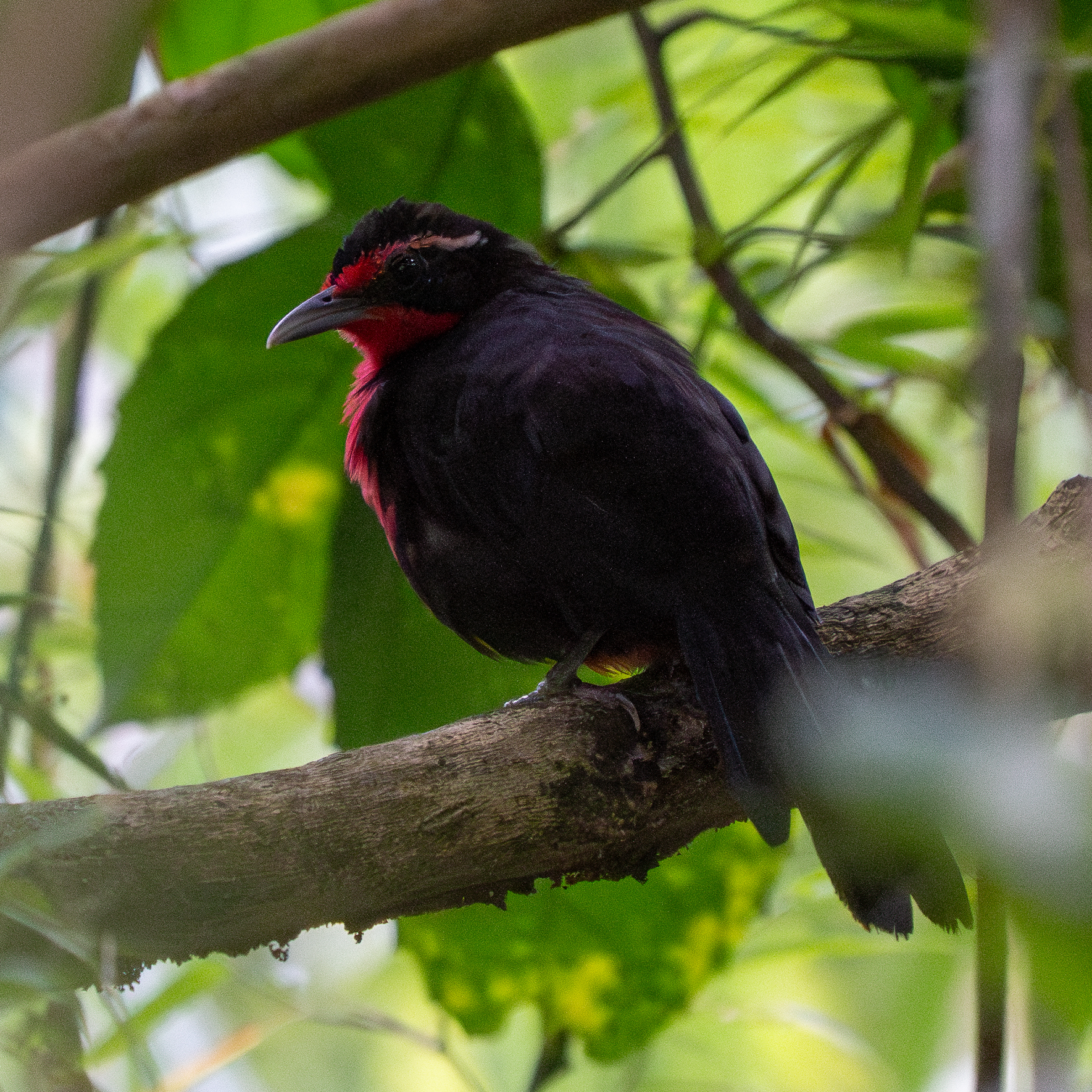 Rosy Thrush-tanager (Rhodinocichla rosea), photo 10