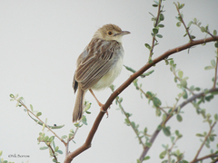 Ashy Cisticola photo 1