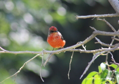 Pyrocephalus rubinus