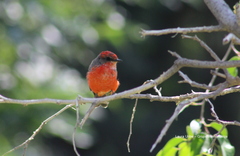 Pyrocephalus rubinus