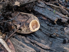 Tarzetta cupularis