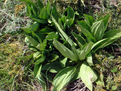 Gentiana lutea lutea