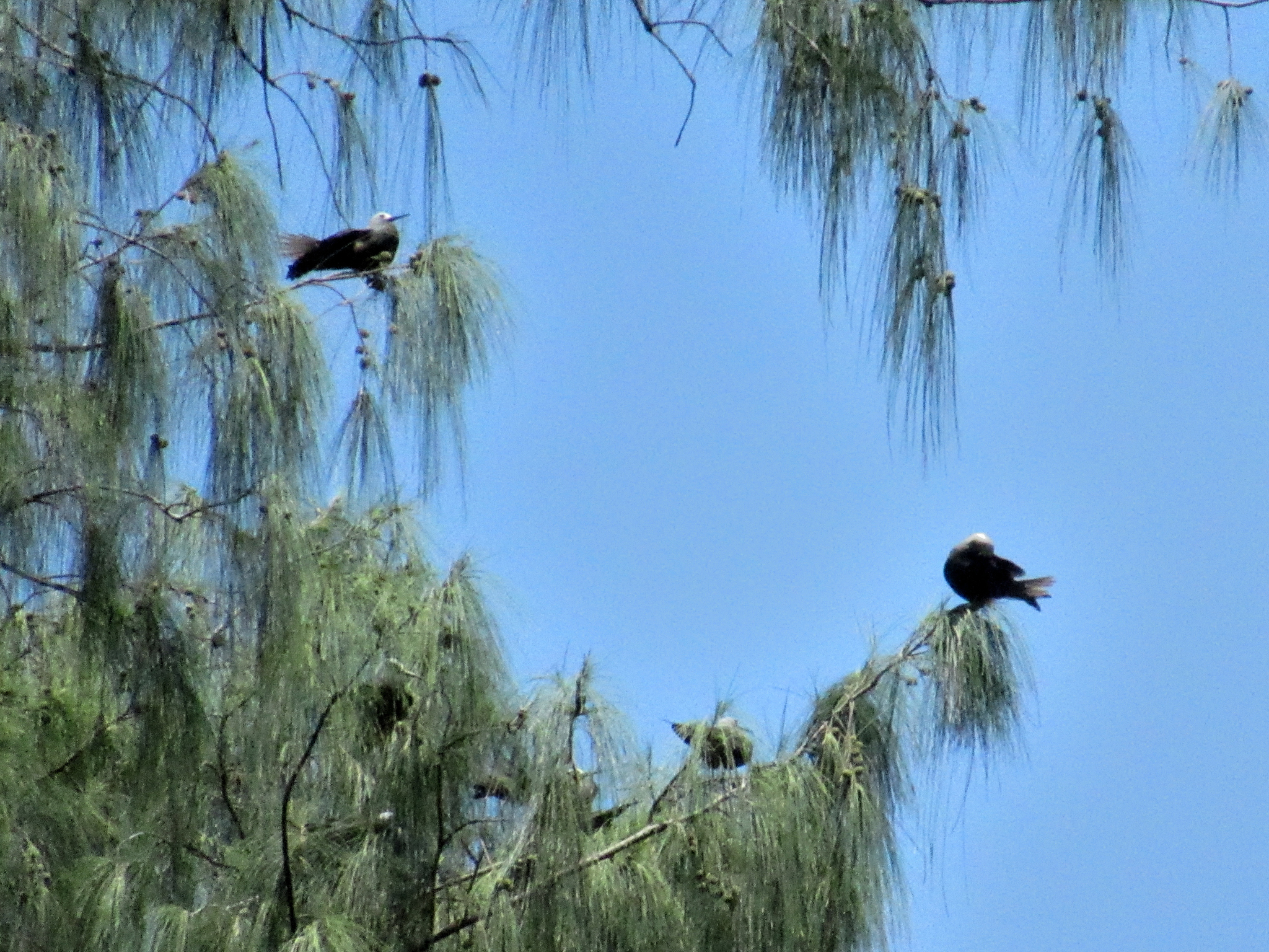 Lesser Noddy (Anous tenuirostris), photo 2