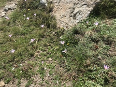 Colchicum nanum