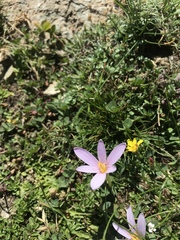 Colchicum nanum