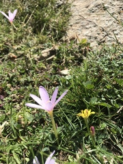 Colchicum nanum
