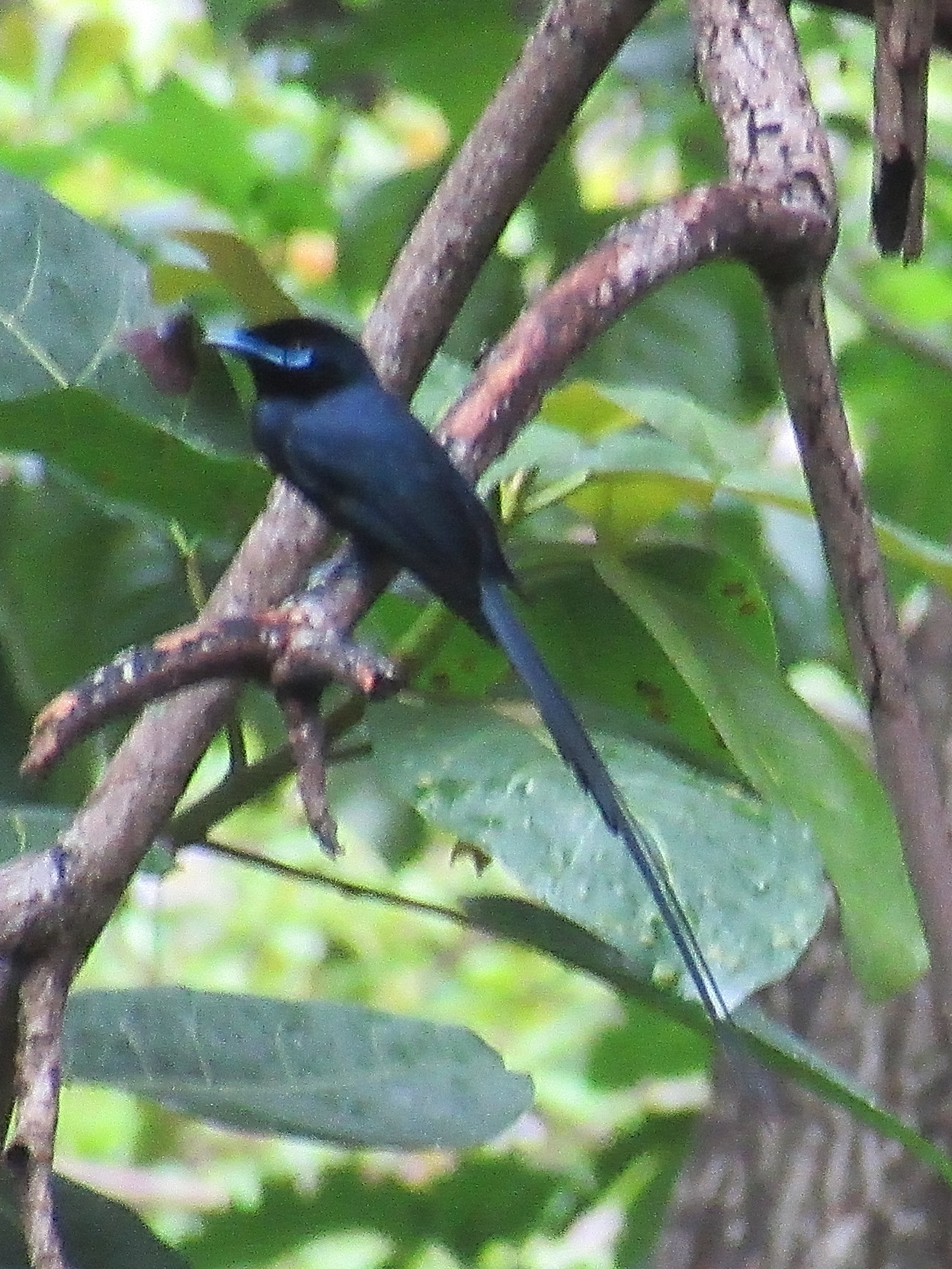 Seychelles Paradise Flycatcher (Terpsiphone corvina), photo 2