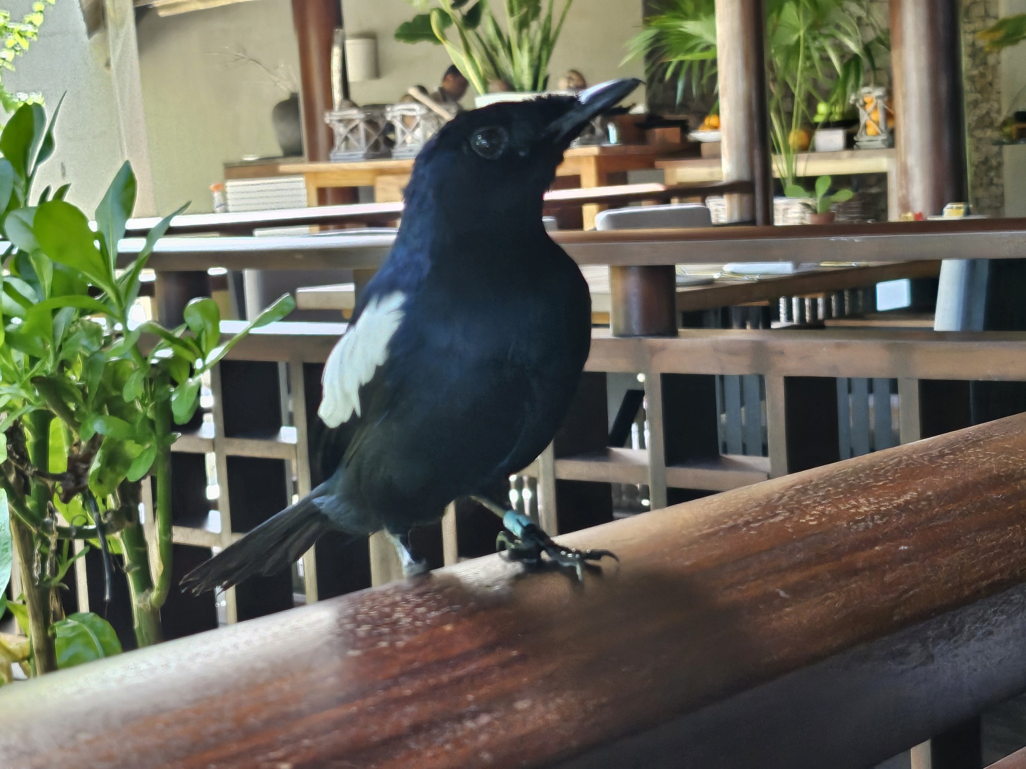 Seychelles Magpie-Robin (Copsychus sechellarum), photo 1