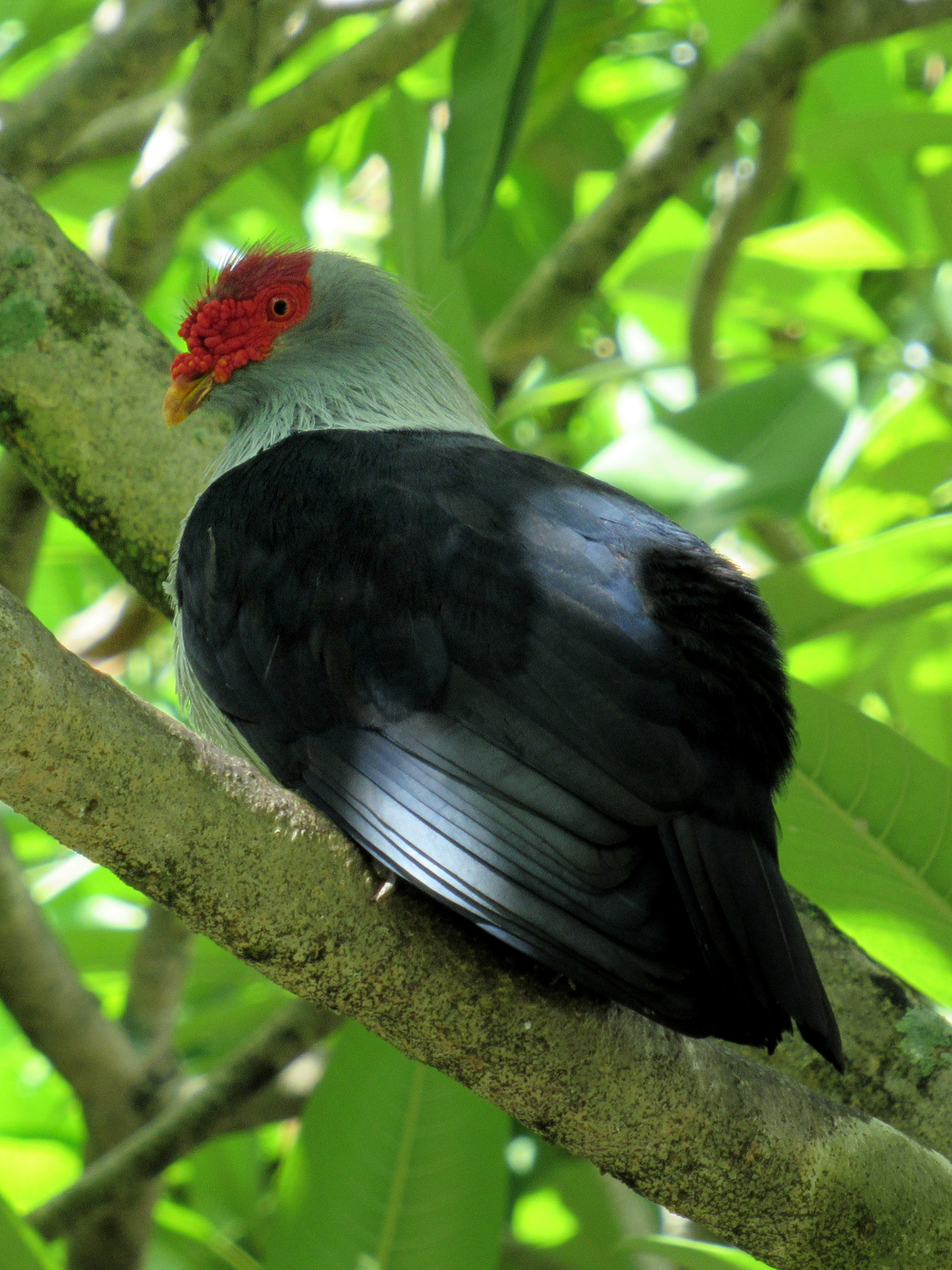 Seychelles Blue Pigeon (Alectroenas pulcherrimus), photo 3