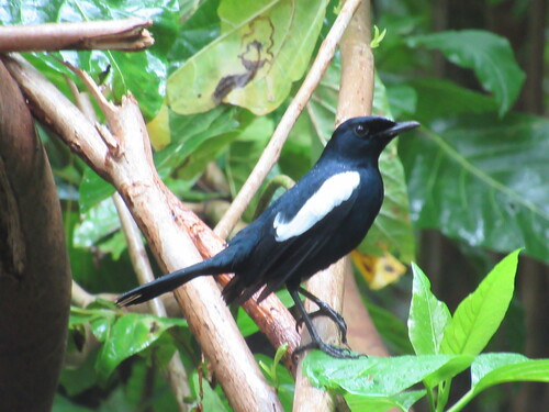Seychelles Magpie-Robin (Copsychus sechellarum), photo 4