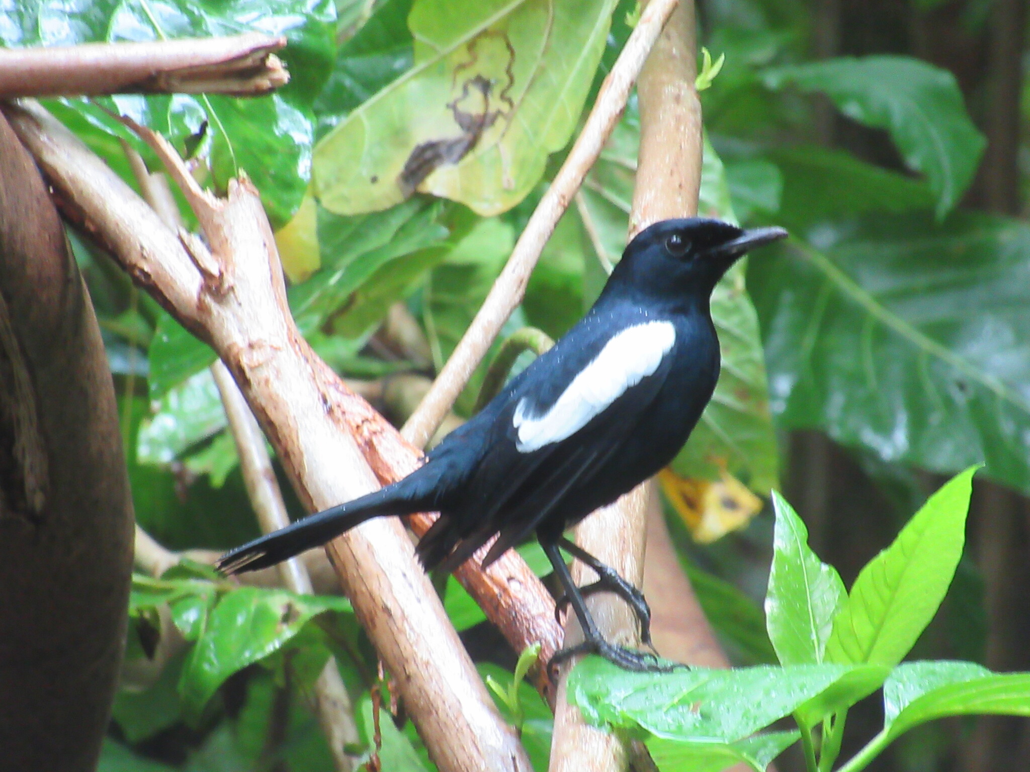 Seychelles Magpie-Robin (Copsychus sechellarum), photo 2