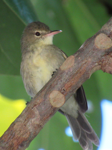Seychelles Warbler (Acrocephalus sechellensis), photo 3