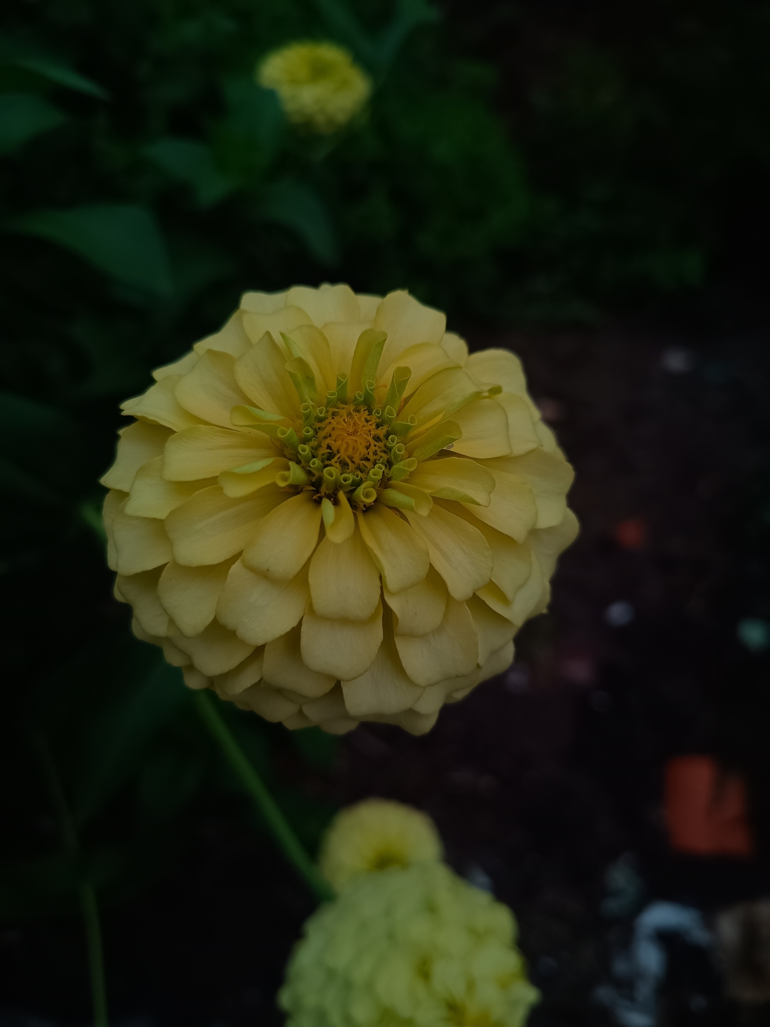 Zinnia elegans