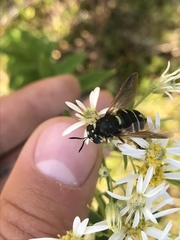 Stratiomys badia