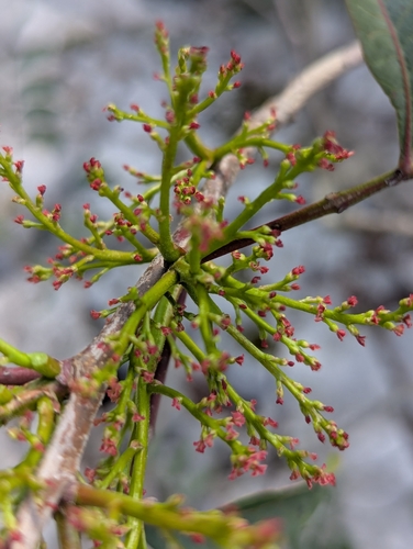 Pistacia × saportae (Pistacia × saportae)