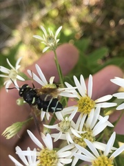 Stratiomys badia
