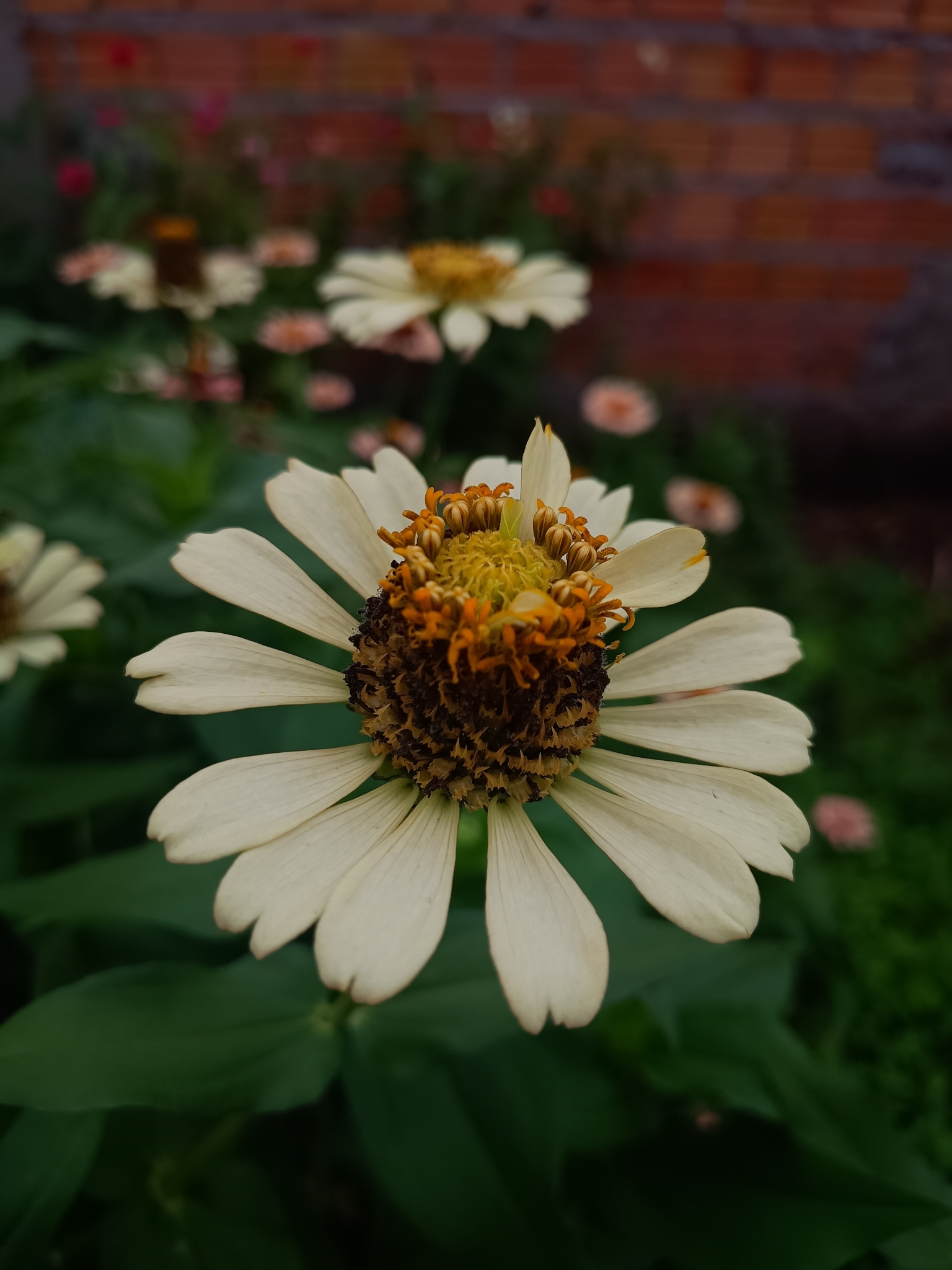 Zinnia elegans