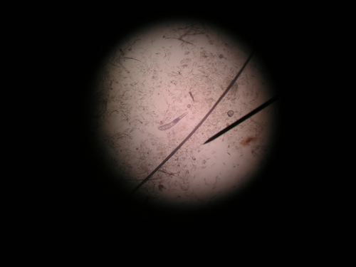 Dog Follicle Mite