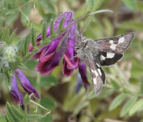 Schinia suetus photo 5