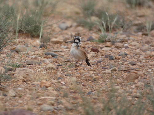 Temminck's Lark (Eremophila bilopha), photo 7