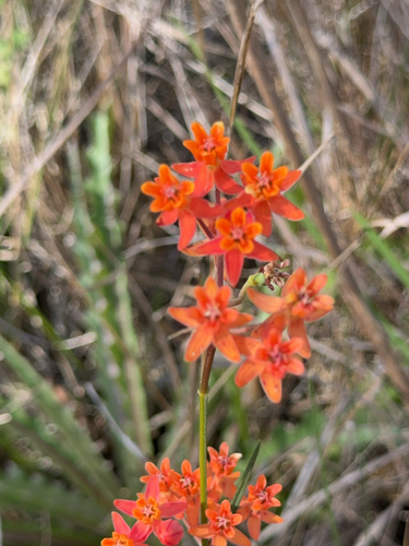 Image of Asclepias lanceolata by no rights reserved