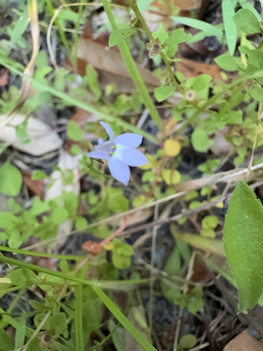 Image of Lobelia feayana by no rights reserved