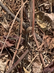 Stenocercus iridescens